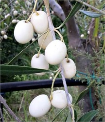 Leucocarpa, the Dazzling White Olive from Magna Graecia